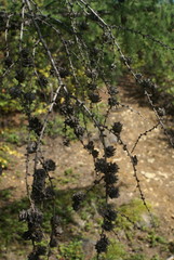 Larix gmelinii