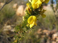 Aspalathus sceptrum-aureum