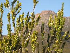 Aspalathus sceptrum-aureum