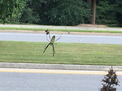 Trichonephila clavata
