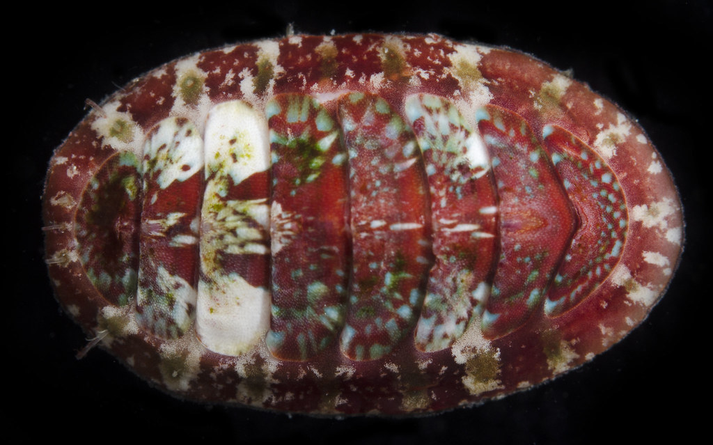 Dendrochiton