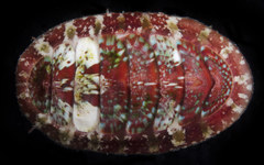 Dendrochiton flectens