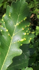 Neuroterus floccosus