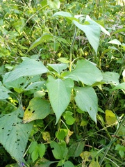 Tithonia tubaeformis