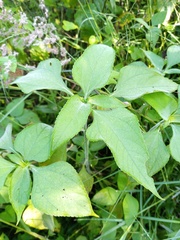 Tithonia tubaeformis