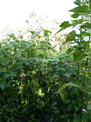 Tithonia tubaeformis