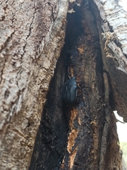 Protaetia opaca