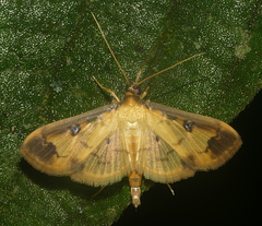Eulepte