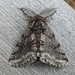Stout Spanworm Moth - Photo (c) joannerusso, some rights reserved (CC BY-NC), uploaded by joannerusso