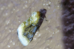 Chrysoecia scira