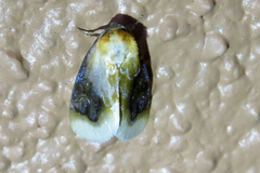 Chrysoecia scira