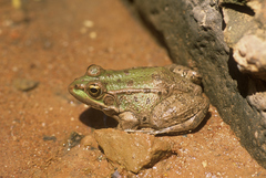 Pelophylax saharicus