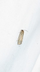 Eucosma verna