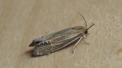 Eucosma verna