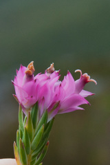 Lamprotis