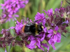 Bombus