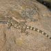 Afro-Asian Desert Dwarf Geckos - Photo (c) Roberto Sindaco, some rights reserved (CC BY-NC-SA), uploaded by Roberto Sindaco