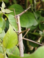Proscopiidae
