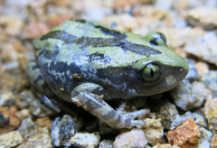 Kassina senegalensis