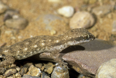 Tropiocolotes algericus