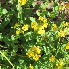 Aspicarpa hirtella