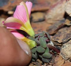 Oxalis convexula