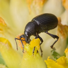 Otiorhynchus anthracinus