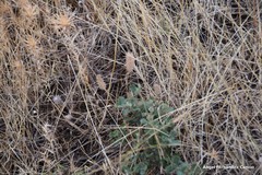 Trifolium angustifolium