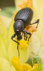 Otiorhynchus anthracinus