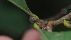 Nanokermes pubescens