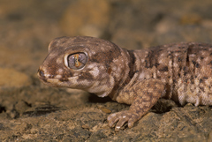 Stenodactylus mauritanicus