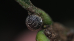 Nanokermes pubescens