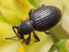 Otiorhynchus anthracinus