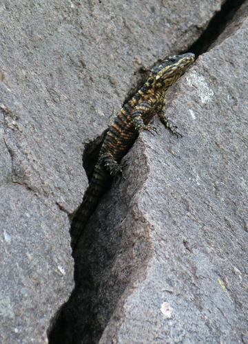 Smaug depressus