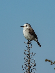 Arundinicola leucocephala