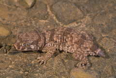 Stenodactylus mauritanicus