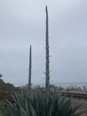 Agave
