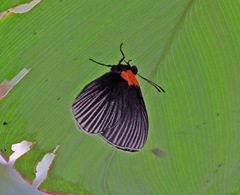 Hades noctula