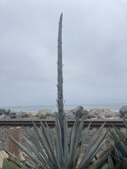 Agave
