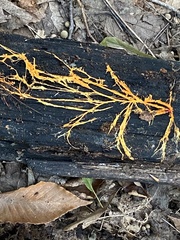 Hydnophlebia