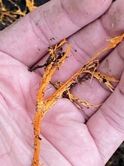 Hydnophlebia