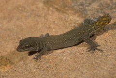 Saurodactylus mauritanicus