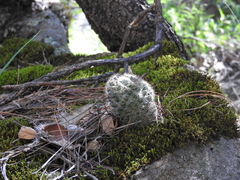 Mammillaria barbata