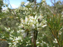 Stylapterus ericifolius