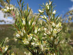 Stylapterus ericifolius