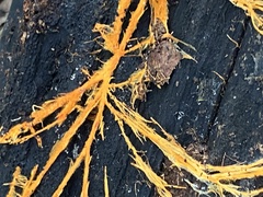 Hydnophlebia