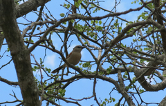 Tchagra australis