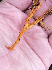 Hydnophlebia