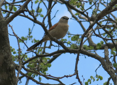 Tchagra australis