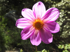 Dahlia sherffii